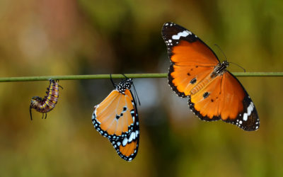 What is Government Digital Transformation?